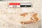 Foto (Detailansicht) von Chrysophyllum olympicum Unger (NHMW-GEO-2024-0188-8167)